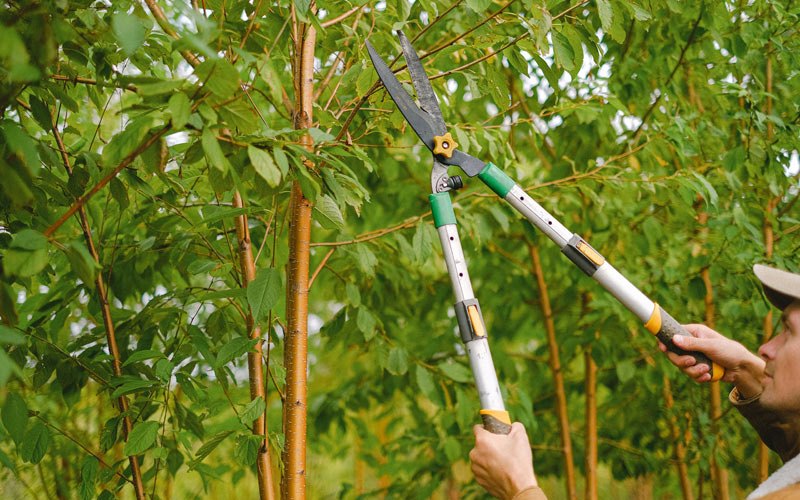 Tree trimming in Lindsay, NE