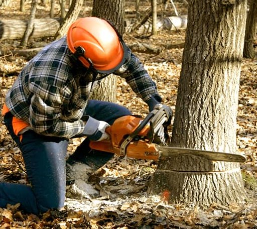Tree Removal in Lindsay, NE